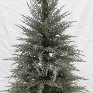 Cedar Tree