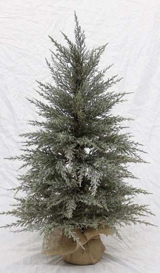Cedar Tree
